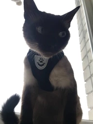Шлейка для собак з повідцем Pet Style "Сітка" Рожева S фото від покупців 11