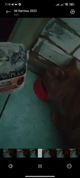 Вологий корм для стерилізованих котів Purina Pro Plan Sterilised Пуріна Проплан з яловичиною в підливці пауч 85 г 26 шт (7613036092883) фото от покупателей 9