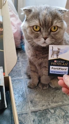 Сухой корм для стерилизованных кошек Purina Pro Plan Sterilised Senior 7+ с индейкой 10 кг фото от покупателей 11