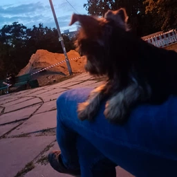 Сухой корм Royal Canin Yorkshire Terrier Puppy для щенков породы йоркширский терьер в возрасте от 2 до 10 месяцев 0,5 кг