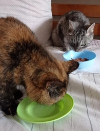 Консервированный корм Purina Pro Plan Veterinary Diets Sterilised Кусочки в паштете с тунцом и лососем для стерилизованных кошек 85 г (8445290173287) фото от покупателей 9
