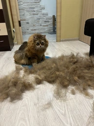 Фурминатор для котов с длинной шерстью FURminator размер L (691662) (4048422141280)