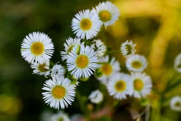 Объектив Canon EF 50mm f/1.8 STM (0570C005) фото от покупателей 6