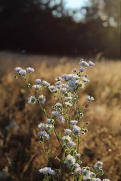Объектив Canon EF 50mm f/1.8 STM (0570C005) фото от покупателей 5