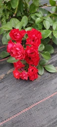 Троянда Scarlet Meillandecor фото від покупців 3