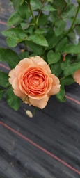 Роза Romantic Antike саджанець у плівці Matla Flowers фото від покупців 3