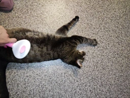 Щетка-пуходерка Meow Meow для вычесывания шерсти и подшерстка у кошек и собак самоочищающаяся 11х8х20 см розовая (000001) фото от покупателей 2