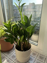 Заміокулькас (Zamioculcas, доларове дерево), 35-40 см висота 4090 фото от покупателей 5