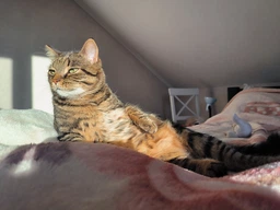Щетка пуходерка Meow Meow для вычесывания шерсти и подшерстка у кошек и собак самоочищающаяся 11х8х20 см серая (000003) фото от покупателей 7