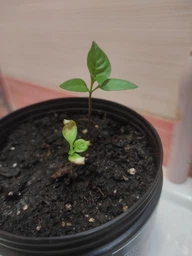 Набір для вирощування гострого перцю Pepper-X Carolina Reaper Red (Каролінський Жнець) фото от покупателей 7