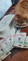 Влажный корм Royal Canin Diabetic Cat диетический для котов при сахарном диабете 85г КОМПЛЕКТ 12 ШТ фото от покупателей 1