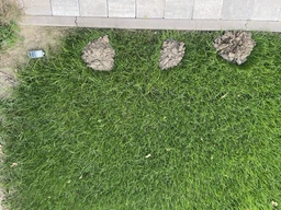 Отпугиватель кротов Profi Plus Super Spiker Pest Control на солнечной батарее (5414528004771) фото от покупателей 5