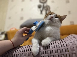 Щетка пуходерка Meow Meow для вычесывания шерсти и подшерстка у кошек и собак самоочищающаяся 11х8х20 см голубая (000002) фото от покупателей 3