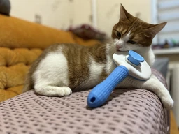 Щетка пуходерка Meow Meow для вычесывания шерсти и подшерстка у кошек и собак самоочищающаяся 11х8х20 см голубая (000002) фото от покупателей 2