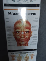Плакат "М'язи обличчя" Медіспорт укр.мова