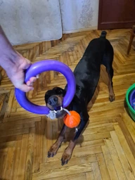 Іграшка для собак Liker Cord М'ячик з мотузкою 9 см (6297)