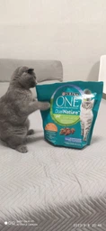 Сухий корм PURINA ONE Adult Dual Nature Spirulina для дорослих котів, з куркою 1.4кг (7613036269025) фото від покупців 19