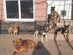 Сухой корм CLUB 4 PAWS PREMIUM Клуб 4 лапы для взрослых собак БОЛЬШИЕ ПОРОДЫ, 14 кг фото от покупателей 5