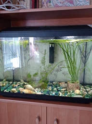 Аквариумный комплект Zoocool 3 in 1 ЭКО прямоугольный (Крышка Миньон) 400-250-300 (30л) 4мм фото от покупателей 1