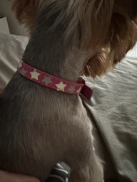Нашийник для собак шкіряний Collar WAUDOG Glamour з QR паспортом, візерунок "Зірочка", світонакоплювальний, XS, Ш 12 мм, Дл 19-25 см (358313) фото від покупців 1