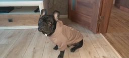 Худи для собак DogClub Frenchdog XXL Brown фото от покупателей 7