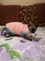 Кофта для кота или кошки Style Pets sp-red0819/l S