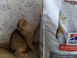 Сухий корм з куркою Hill's Хілс для стерилізованих котів 1.5 кг (052742059532) фото от покупателей 1