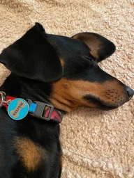 Адресник для Собак и Котов Эмалированный BronzeDog "Котик" Оранжевый 23*23 мм (95314)