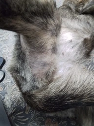 Сухой корм для взрослых активных собак Purina Friskies с говядиной 10 кг фото от покупателей 19
