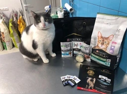 Сухой корм для стерилизованных кошек Purina Pro Plan Sterilised Senior 7+ с индейкой 10 кг фото от покупателей 7