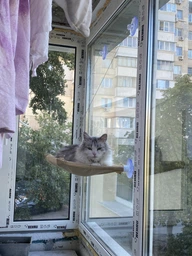 Лежанка для кота на окно подвесная гамак для кошки на присосках (ОL-152925)