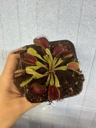 Растение хищник Венерина Мухоловка AlienPlants B52 Dionaea muscipula B52 размер L (SUN0001CP) фото от покупателей 9
