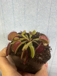 Растение хищник Венерина Мухоловка AlienPlants B52 Dionaea muscipula B52 размер L (SUN0001CP) фото от покупателей 8