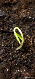 Насіння перцю Чорна кобра (Black Cobra Chili Pepper) фото від покупців 6