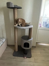 Устойчивая когтеточка для котиков, кошки с домиком гамаком 140*60*50см фото от покупателей 10