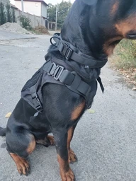 Шлейка для собак Harness K9 Long, металева пряжка фастекс і система MOLLE, L (77-99 см) Оливковий (076L-GREEN) фото від покупців 8
