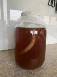 Продукт Чайний гриб KomBUCHA BOX 1 шт на 3л банку фото від покупців 11