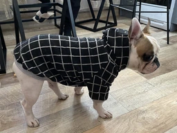 Худи для собак DogClub Spider S Grey фото от покупателей 1