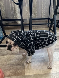 Худи для собак DogClub Spider S Grey