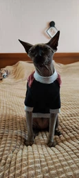 Теплая кофта для котов (кошек) Style Pets FaceSPM (KM/FSPM/br) из махровой ткани XXL фото от покупателей 1