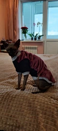 Теплая кофта для котов (кошек) Style Pets FaceSPM (KM/FSPM/br) из махровой ткани XXL