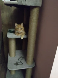 Котячий комплекс кігтеточка з великою лежанкою оббитий зносостійкою турецькою тканиною 120х60х45см сірий фото від покупців 5