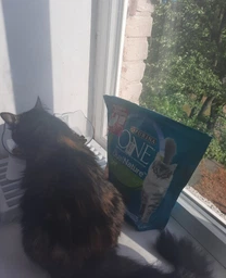Сухий корм PURINA ONE Adult Dual Nature Spirulina для дорослих котів, з куркою 1.4кг (7613036269025) фото від покупців 15
