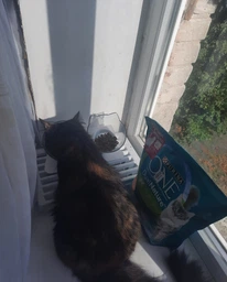 Сухий корм PURINA ONE Adult Dual Nature Spirulina для дорослих котів, з куркою 1.4кг (7613036269025) фото від покупців 14