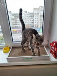 Царапка ЭКО "Подиум мини" картон LuckyPet, 24x50x5 фото от покупателей 17