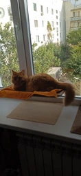 Спальное место для кошки кровать лежанка оконная гамак Sunny Seat Window