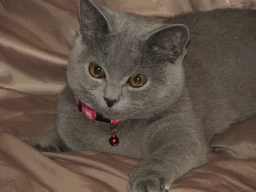 Сухой корм для кошек Royal Canin British Shorthair 400 г (Британская короткошерстная) фото от покупателей 13