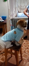 В'язаний махровий светр для собак Pet Style "Ведмедик" Блакитний XS фото від покупців 3