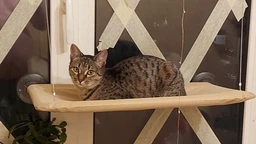 Лежанка для кота на окно подвесная гамак для кошки на присосках (ОL-152925)