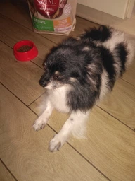Сухий корм Purina One Mini/Small Active для дорослих собак дрібних порід з підвищеною активністю з куркою та рисом 1.5 кг (8445290348265) фото от покупателей 3